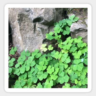 Be Lucky and Smell the Fresh Green Clover! Sticker